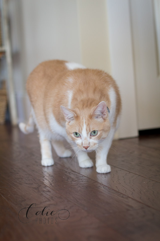 lifestyle photography