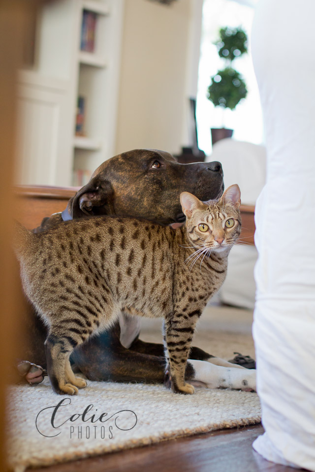 family lifestyle photographer