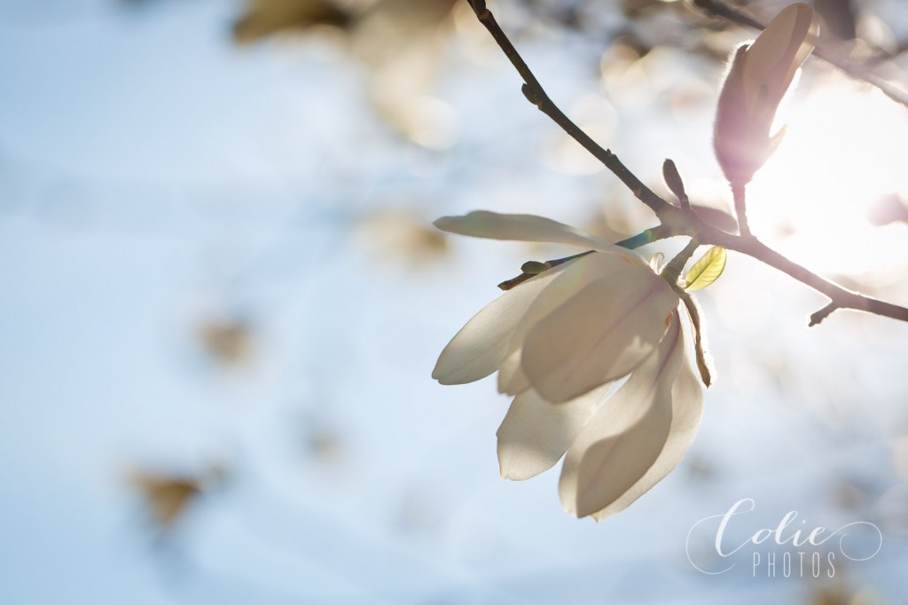 Day 57: 100mm2.8L | ISO 200 | f/5.0 | 1/2500 