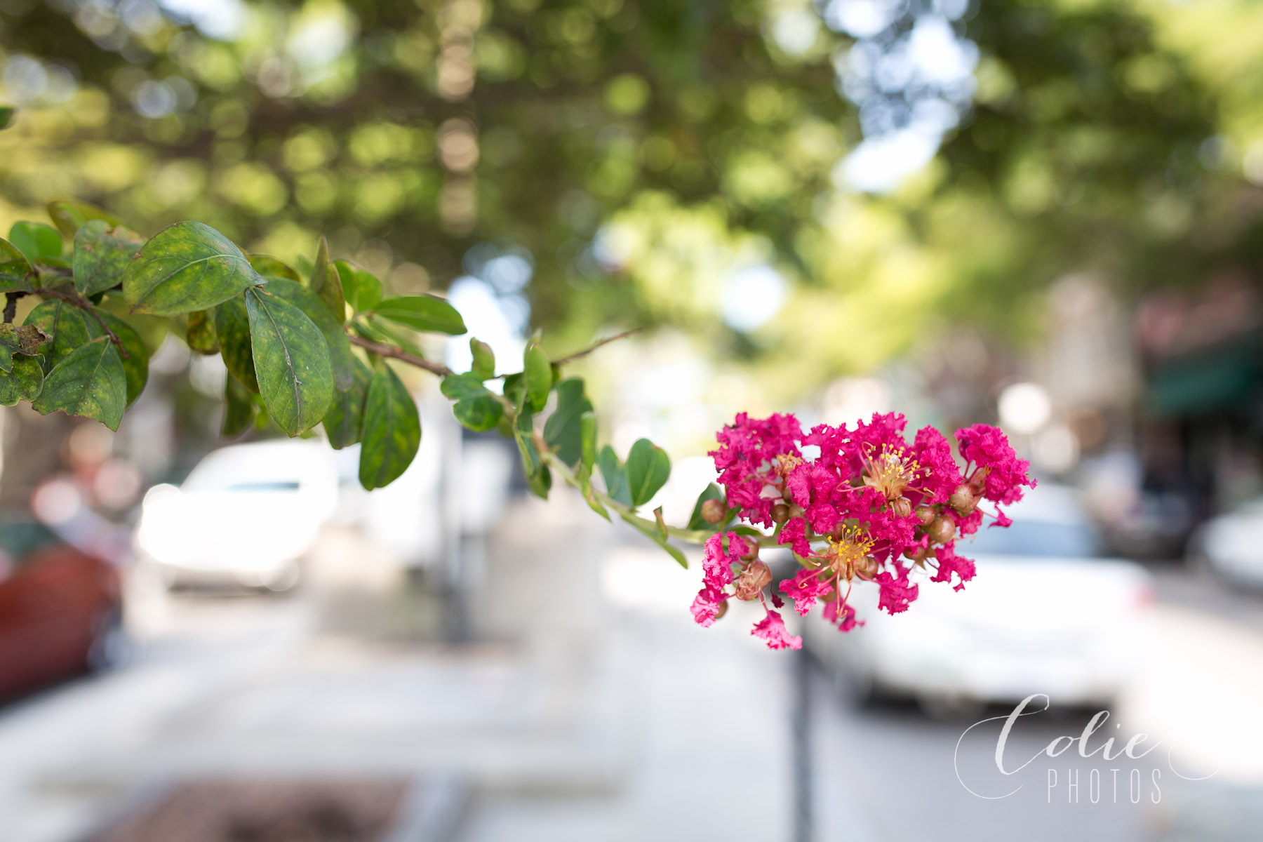 Wilmington NC photographer